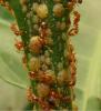 Solenopsis sp.